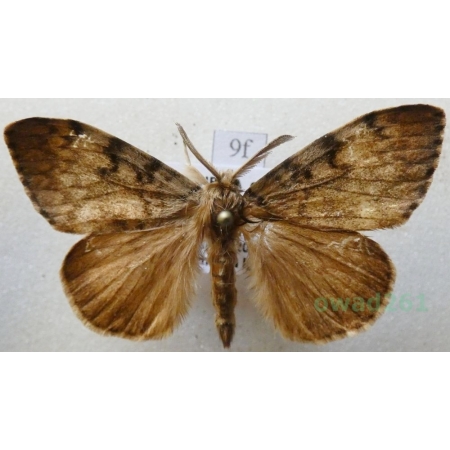 Lymantria dispar (Linnaeus, 1758) male Brudnica nieparka Czech9f